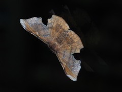 Fascellina chromataria