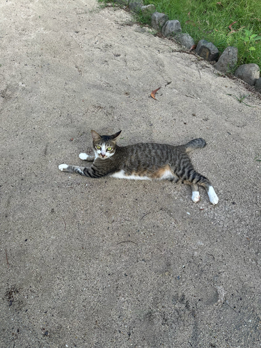 Felis catus