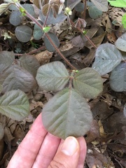 Desmodium rotundifolium