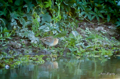 Hapalocrex flaviventer