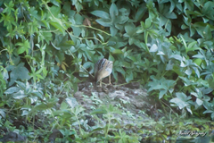 Hapalocrex flaviventer