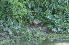 Hapalocrex flaviventer