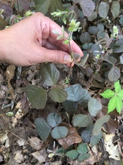 Desmodium rotundifolium