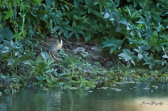 Hapalocrex flaviventer