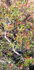 Dodonaea lobulata