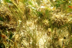 Zostera tasmanica