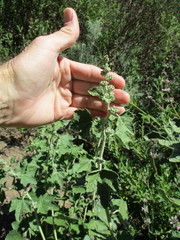 Malacothamnus hallii