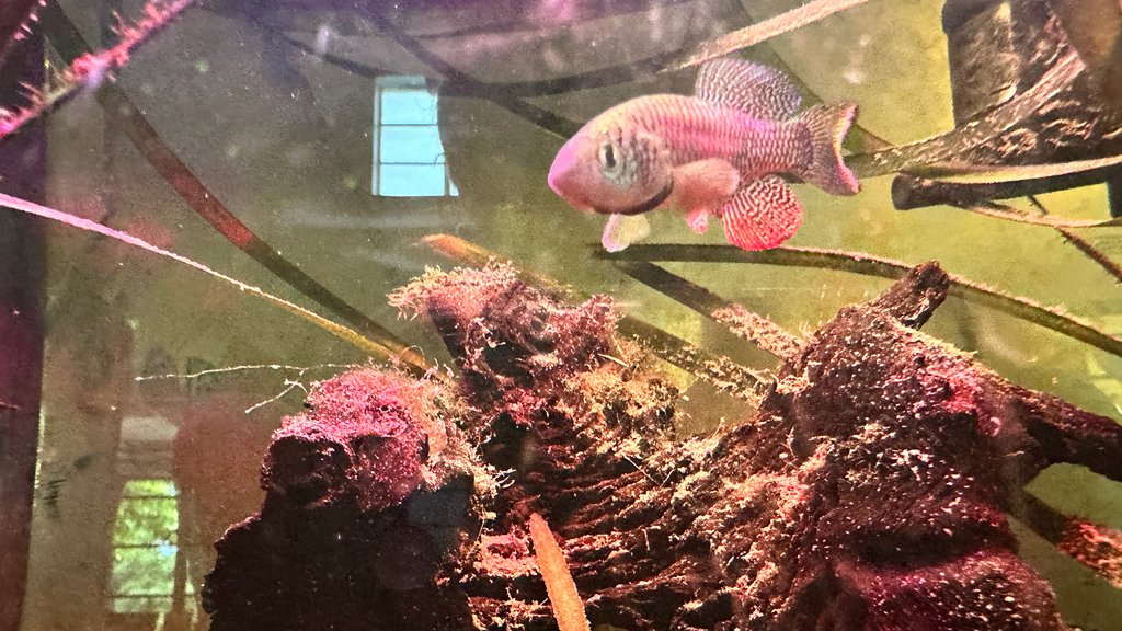 African turquoise killifish (Nothobranchius furzeri) — Nothobranchiidae