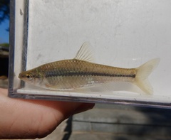 Topmouth Gudgeon photo 2