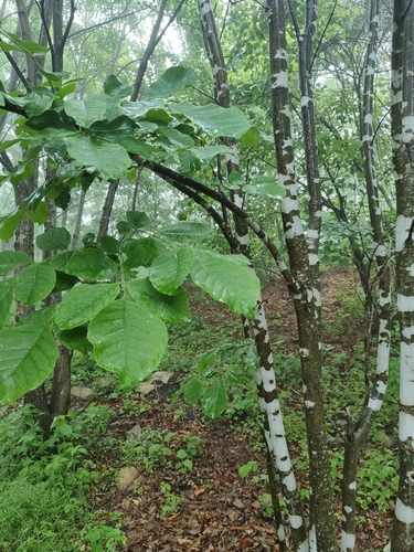 Fraxinus chinensis, photograph 3