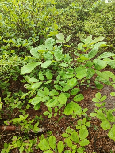 Fraxinus chinensis, photograph 2