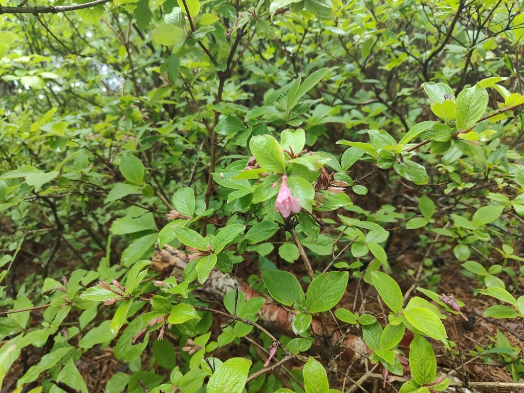 Old Fashioned Weigela