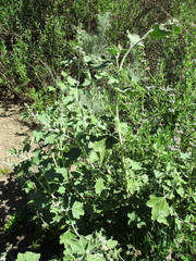 Malacothamnus hallii