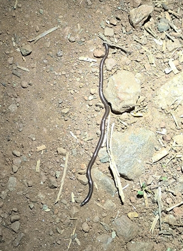 Brahminy Blindsnake