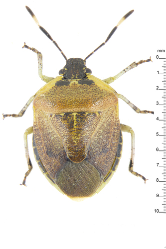 Pittosporum shield bug photo 3
