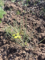Lomatium triternatum triternatum