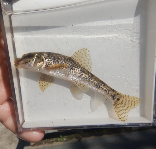 Chinese false gudgeon (Abbottina rivularis) — Cyprinidae — 2