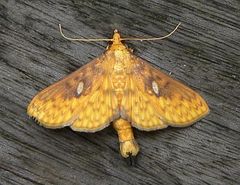 Hyalobathra