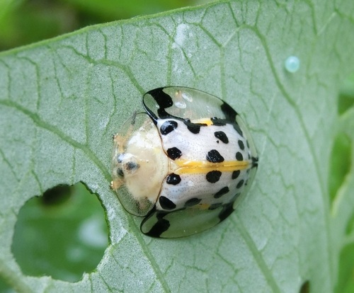 Sweetpotato Leaf Beetle