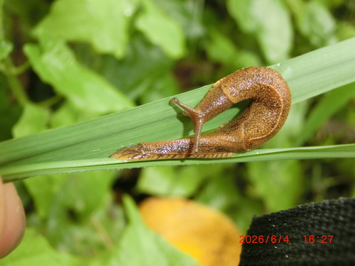 Brown Slug