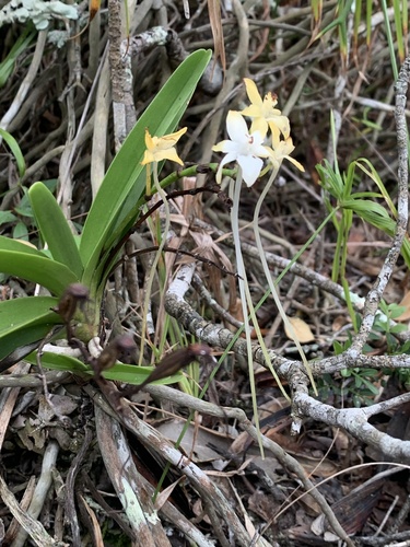 Rangaeris muscicola