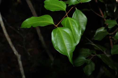 Rhodamnia acuminata, 2026-06-01