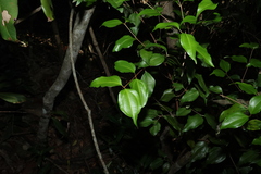 Rhodamnia acuminata, photograph (c) Greg Tasney, some rights reserved (CC BY-SA)
