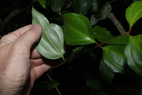 Rhodamnia acuminata, photograph 2