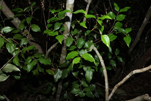 Rhodamnia acuminata, photograph 3