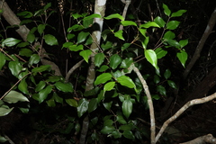 Rhodamnia acuminata, photograph (c) Greg Tasney, some rights reserved (CC BY-SA)