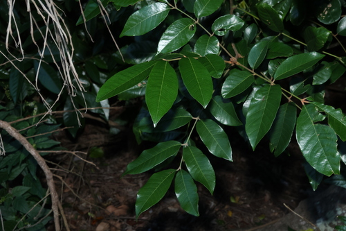 Aglaia brownii (Aglaia brownii)