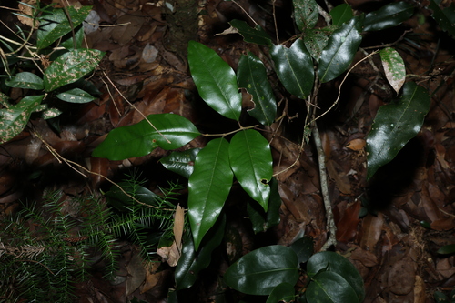 Mischocarpus pyriformis, photograph 4