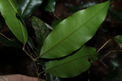 Mischocarpus pyriformis, photograph 5