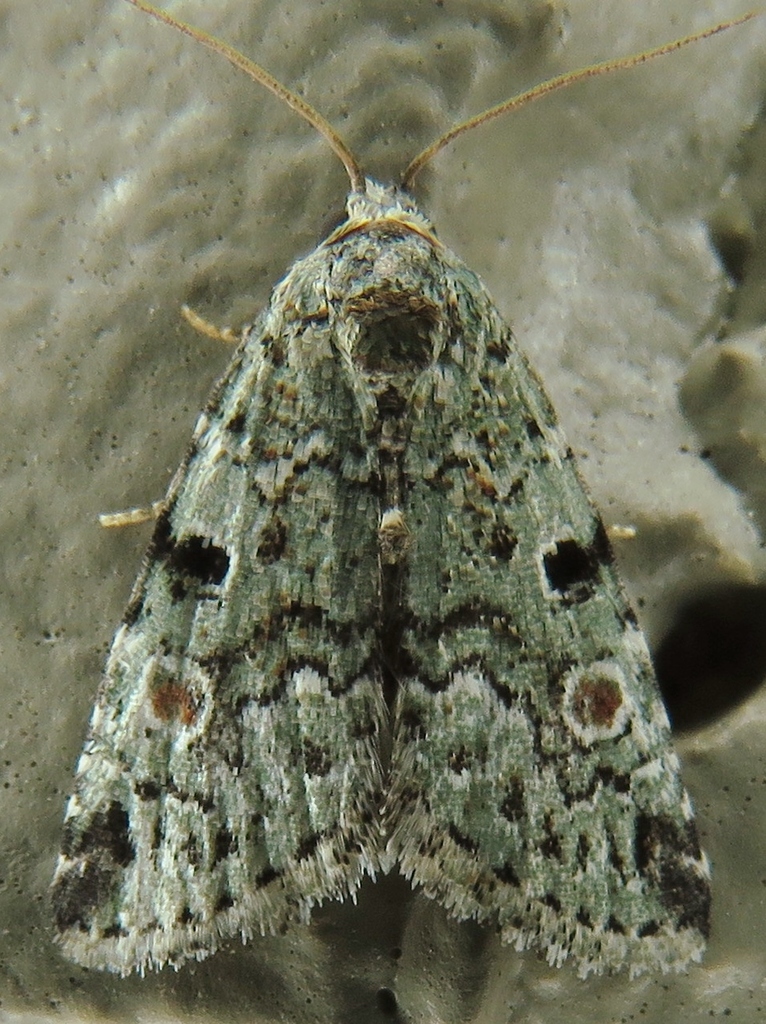 Red-spotted Glyph