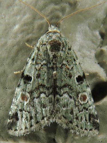 Red-spotted Glyph