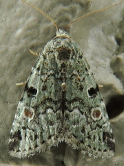 Maliattha concinnimacula