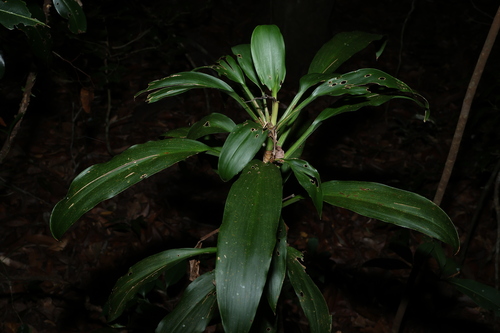Cordyline rubra, photograph 6
