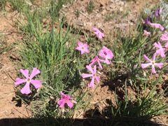 Phlox longifolia