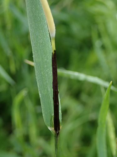 Ustilago spegazzinii, 2026-06-04