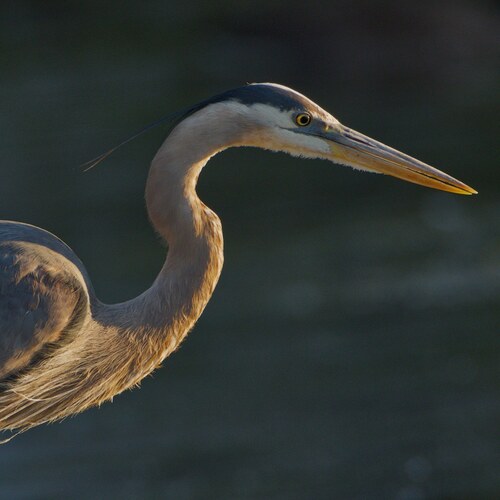 Great Blue Heron photographed in Illinois