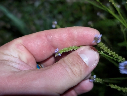 Verbena litoralis observed 2026-06-03
