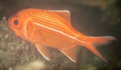 Bight Redfish photo 4