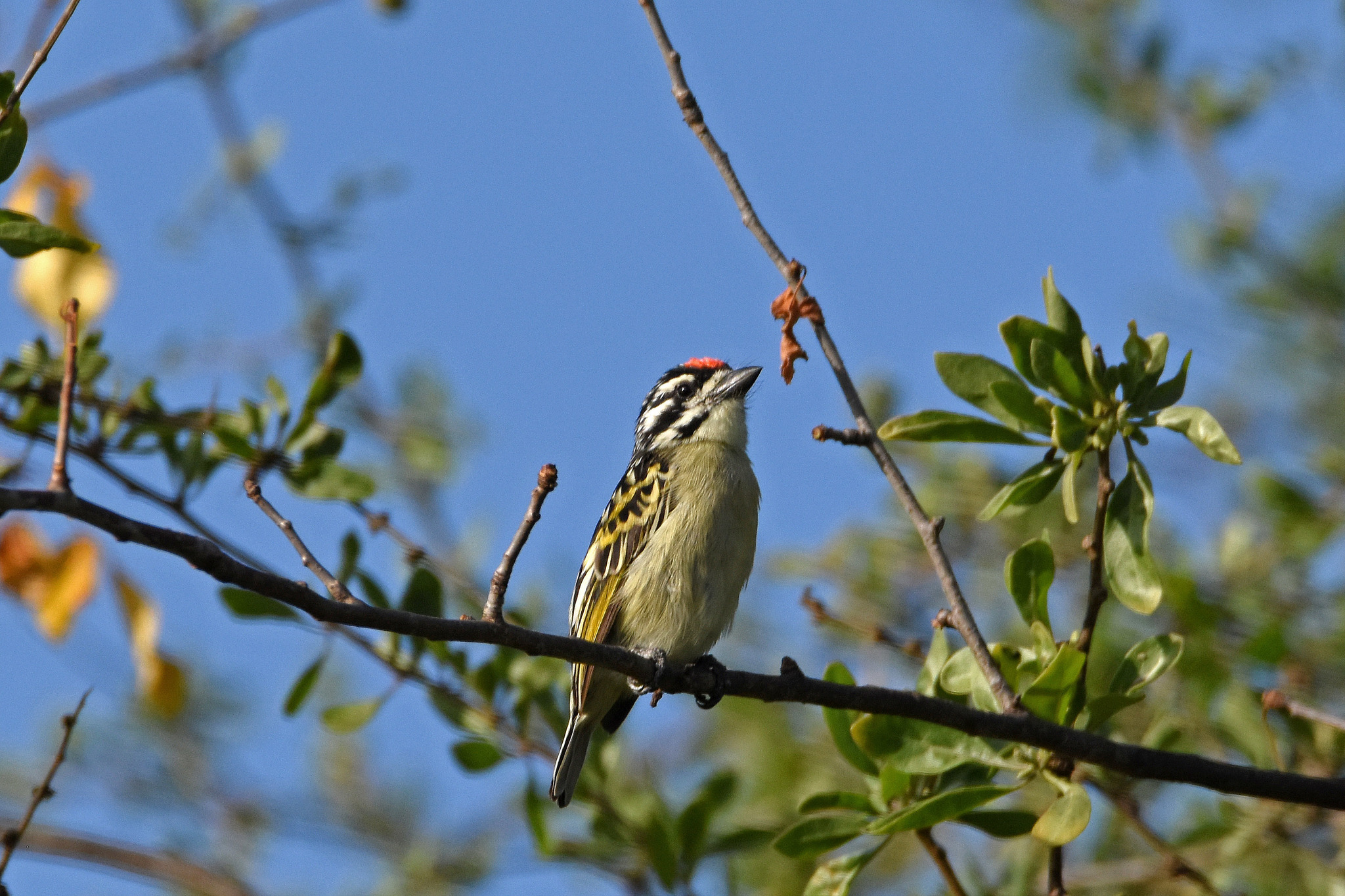 Northern Red-fronted Tinkerbird (Pogoniulus uropygialis)