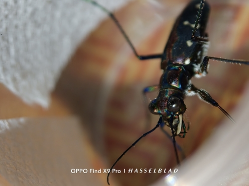 Cosmodela separata