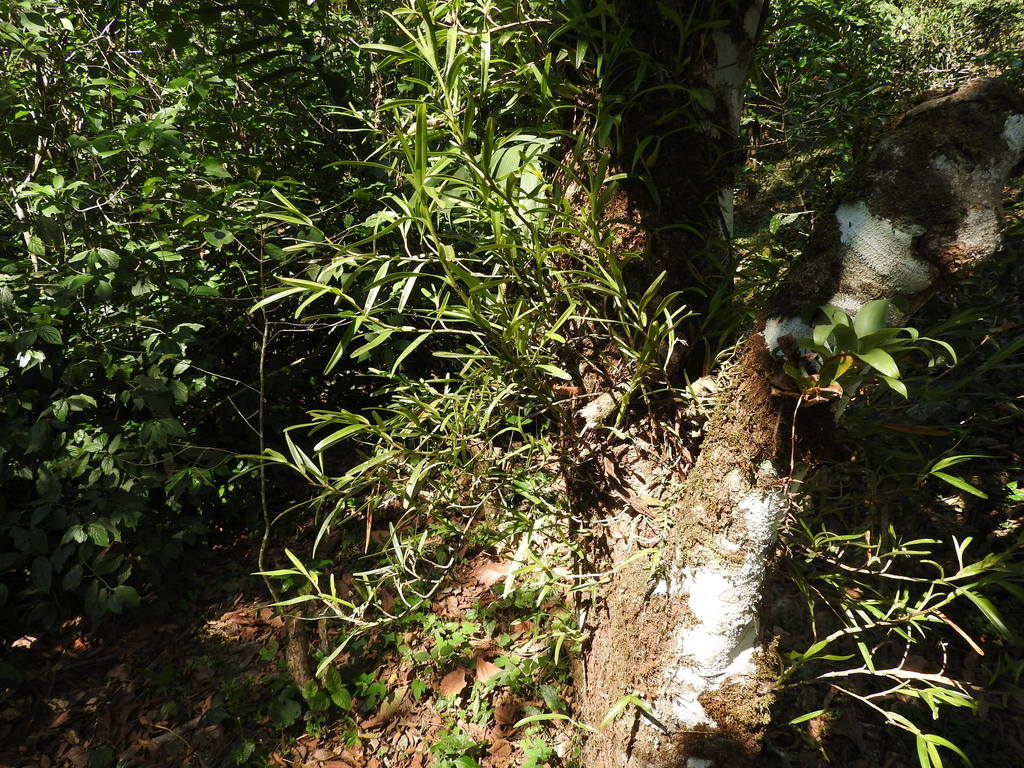 Epidendrum ramosum