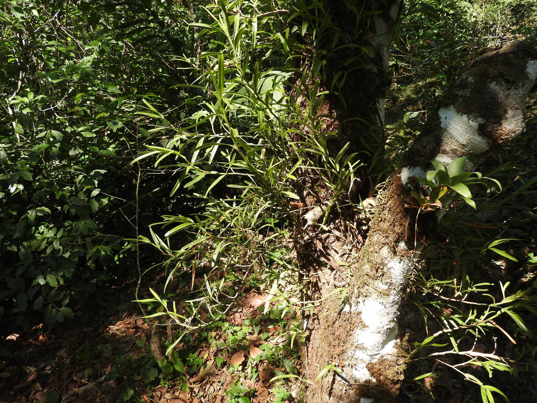 Epidendrum ramosum Jacq. 2