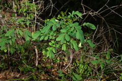 (c) Greg Tasney, some rights reserved (CC BY-SA) Senna acclinis, photograph (c) Greg Tasney, some rights reserved (CC BY-SA)