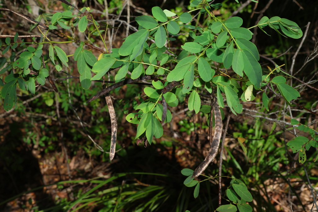 Senna acclinis; photograph (c) Greg Tasney, some rights reserved (CC BY-SA)