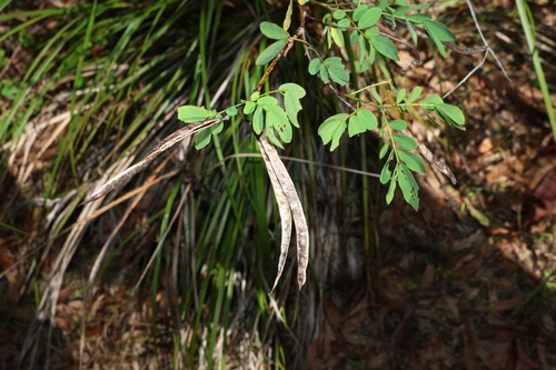 Senna acclinis, photograph 2