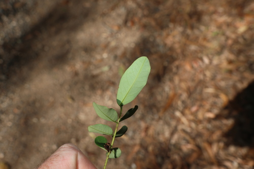 Senna acclinis, photograph 3